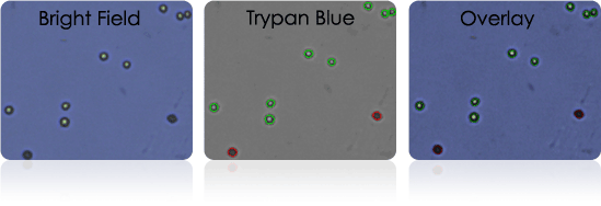 cell stereology trypan blue